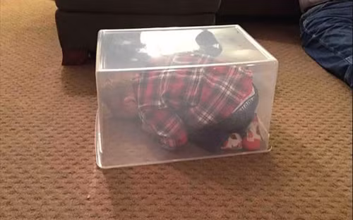 Con đã trốn kỹ lắm rồi cơ mà.