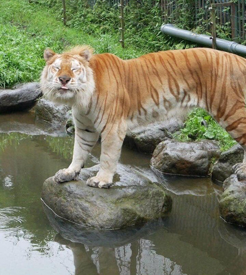 Thời oanh liệt nay còn đâu.