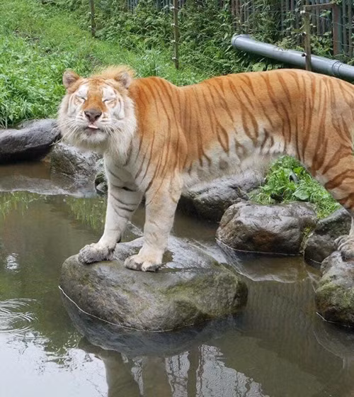 Thời oanh liệt nay còn đâu.