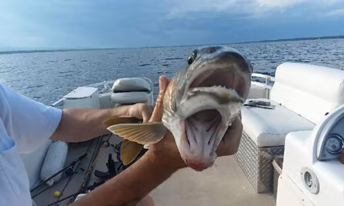 Cá hồi hai miệng cắn câu tạihồ Champlain. Ảnh: Knotty Boys Fishing.