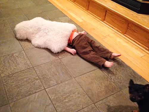 Con cún kia ra chỗ khác nào.