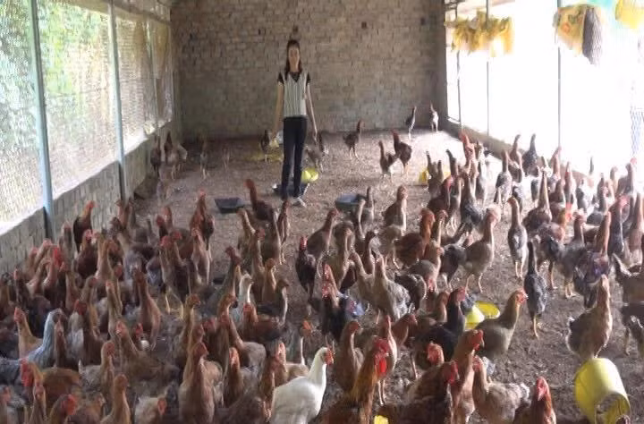Nhiều chị em phụ nữ vay vốn chăn nuôi gà cải thiện thu nhập.