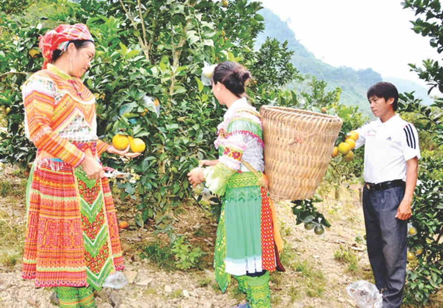 Gia đình anh Giàng Seo Sình, chị Giàng Thị Sự, thôn Làng Un, xã Kiến Thiết (Yên Sơn, Tuyên Quang) phát triển kinh tế từ trồng cam.