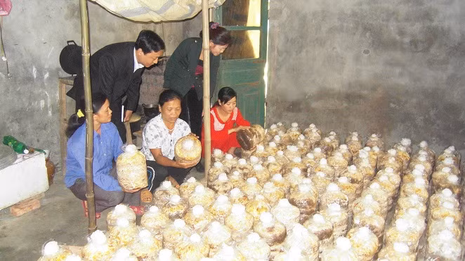 Học nghề trồng nấm nhiều phụ nữ có thu nhập ổn định, cải thiện đời sống.