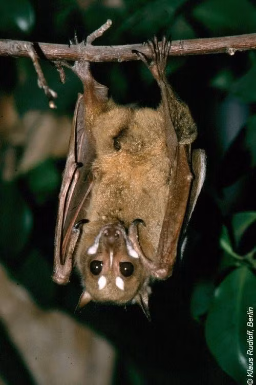 Cua tim, rong bay va nhung dong vat ky la o Philippines hinh anh 4 