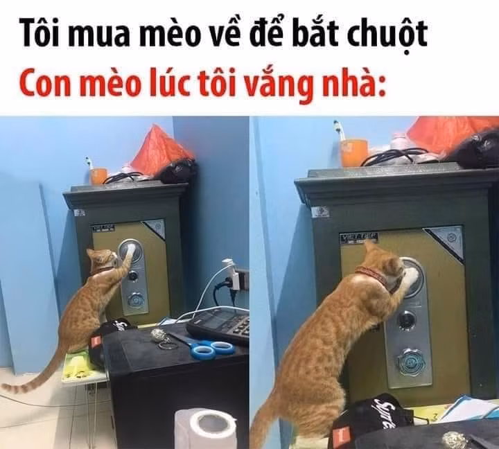 Ngày Thần tài, tranh thủ lúc chủ không có nhà, xông vía két sắt