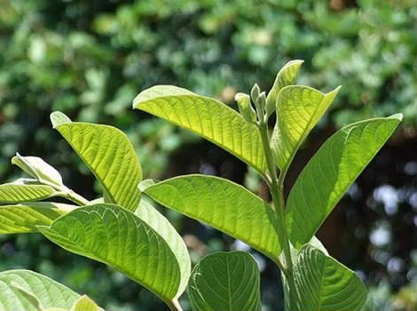 Bạn sẽ bất ngờ vì công thức trị mụn, trắng da từ lá ổi mang đến kết quả hơn mong đợi