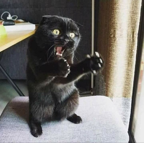 Mèo nói: "Tôi mới vừa gặp con chuột to chừng này này!". Mèo nói: Tôi mới vừa gặp con chuột to chừng này này!.