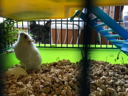 Trộm nhìn nhau. Trộm nhìn nhau.