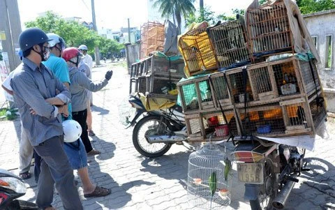 Dân chơi chọn chim về nuôi