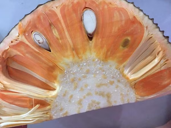 Mít có màu lạ đắt gấp 10 lần mít thường vẫn khiến chị em mê mẩn-2