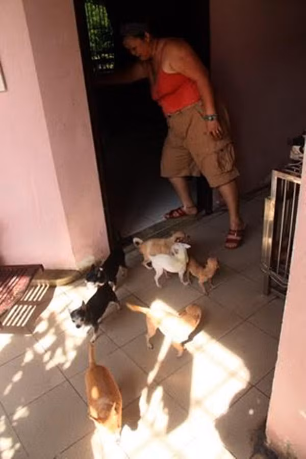 Chuyện lạ lùng về người mẹ nuôi 56 đứa ‘con thơ’ là đàn chó mèo ảnh 2
