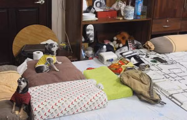 Chuyện lạ lùng về người mẹ nuôi 56 đứa ‘con thơ’ là đàn chó mèo ảnh 7