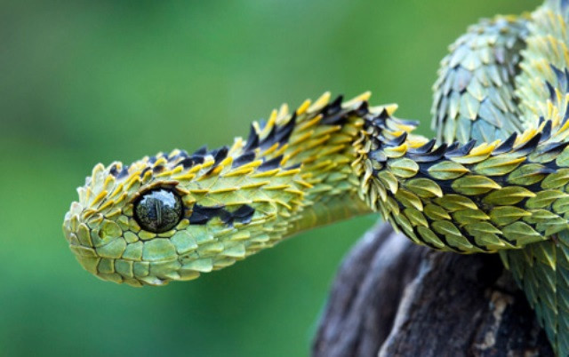 Rắn vảy gai, hay còn gọi là Atheris hispida là một loài rắn sống trong những khu rừng mưa của Trung Phi.