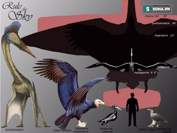 Các chúa tể bầu trời. Ảnh Internet.