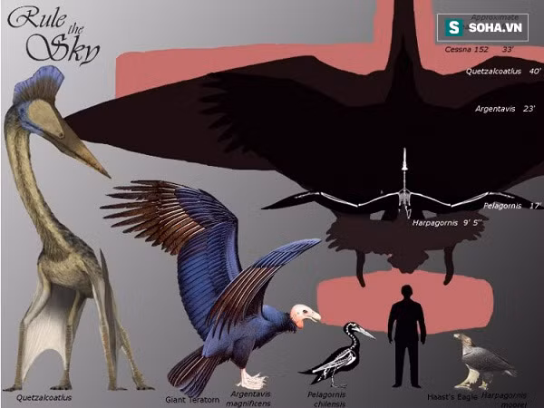 Các chúa tể bầu trời. Ảnh Internet.