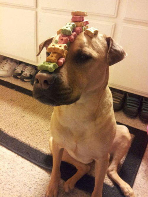 Choáng với sự sáng tạo vô biên của con người ảnh 6 Choáng với sự sáng tạo vô biên của con người ảnh 6