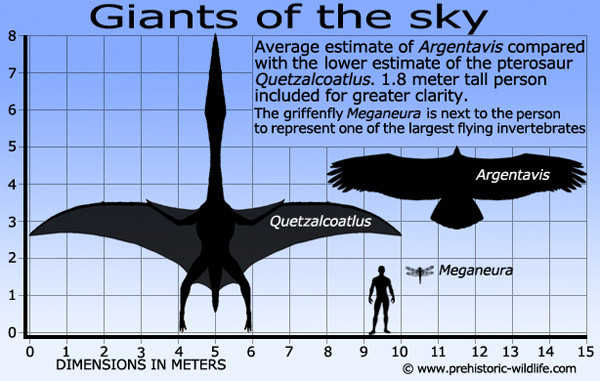 Argentavis Magnificens có sải cánh chỉ thua Quetzalcoatlus. Ảnh Internet.