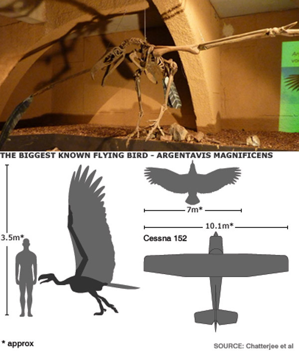 Có thể ví Argentavis Magnificens như chiếc máy bay thời tiền sử. Ảnh Internet.