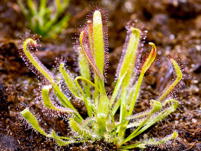 Những loài thực vật kỳ lạ và đáng sợ nhất thế giới - Ảnh 10.