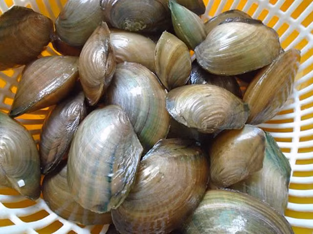 Cách chọn mua và làm sạch trai, hến