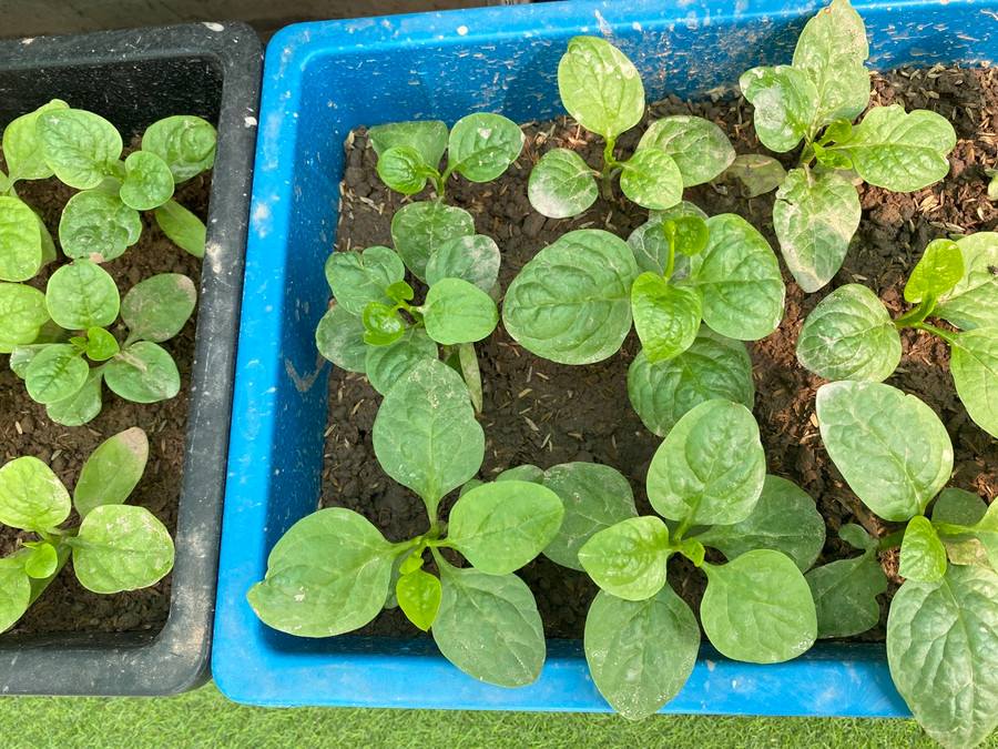 Mỗi thùng đất trồng rau xanh của trường đều có sự đóng góp của đông đảo phụ huynh học sinh.