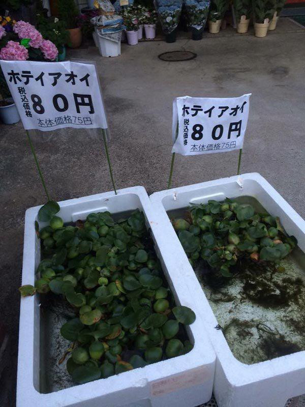 Loại lá ở Việt Nam băm cho lợn ăn, đưa sang Nhật được xem là siêu thực phẩm ảnh 2 loai la o viet nam bam cho lon an, dua sang nhat duoc xem la sieu thuc pham dat do - 2