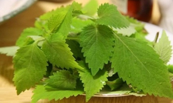 Cách chế biến nước tắm mùa hè cho bé không bệnh tật ảnh 1 kinh-gioi-blogtamsuvn