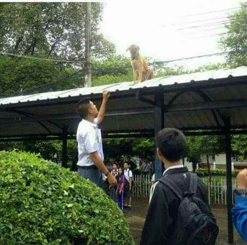 Khi cún cưng chán đời. Khi cún cưng chán đời.