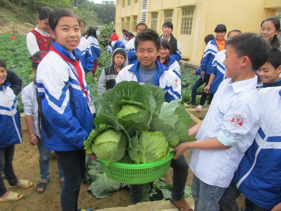 Học sinh trường DTNT thu hoạch rau