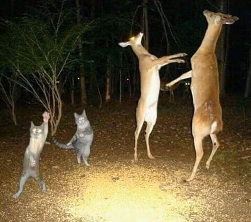 Sự thật trong những cánh rừng.