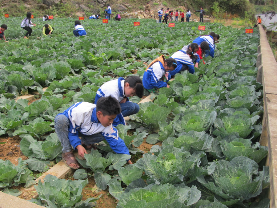 Tự chăm sóc vườn rau xanh