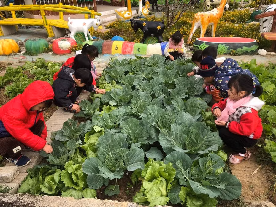 Các bé trải nghiệm tại vườn trường...