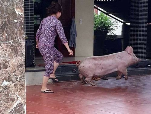 Cuộc rượt đuổi không cân sức. Cuộc rượt đuổi không cân sức.