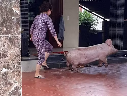 Cuộc rượt đuổi không cân sức.