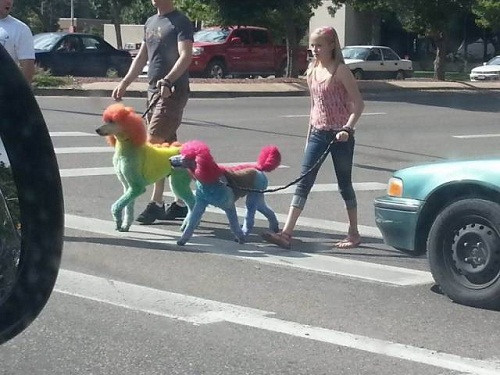 Cún cưng sành điệu. Cún cưng sành điệu.