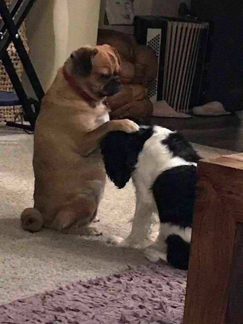 "Chú còn non và xanh lắm!". Chú còn non và xanh lắm!.