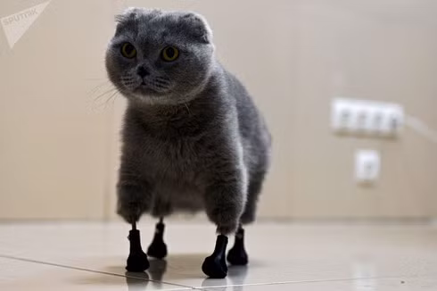 Chú mèo được lắp cả 4 chân giả nhờ kỹ thuật đặc biệt