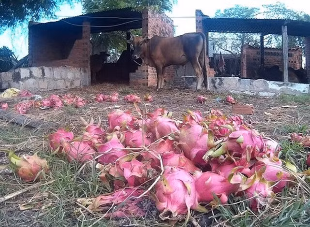 Những hình ảnh nông sản Việt Nam sau khi trồng phải cho trâu, bò ăn vì thiếu đầu ra thị trường đặt ra cho ngành nông nghiệp nhiều trăn trở