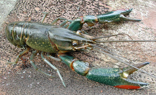 Hai loài tôm ngoại lai bị cấm tại Việt Nam ảnh 2 Tôm càng đỏ (Cherax quadricanatus). Ảnh: FAO