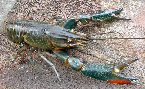 Tôm càng đỏ (Cherax quadricanatus). Ảnh: FAO