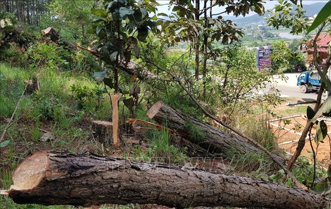 Phá rừng chiếm đất - Thách thức trong quản lý rừng Tây Nguyên ảnh 1 Chú thích ảnh