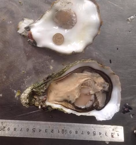 nhung loai hai san dat nhat the gioi, chi "con nha giau" moi giam chi tien - 3