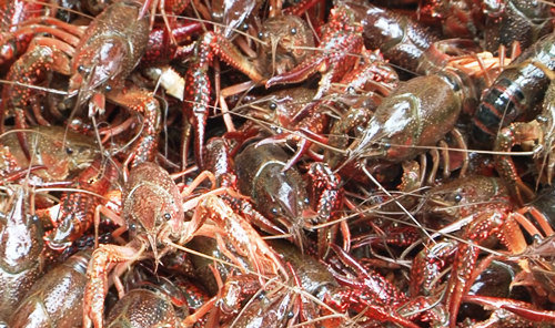 Tôm hùm đất nhập lậu từ Trung Quốc vào Việt Nam bị phát hiện tại Lạng Sơn ngày 25/5. Ảnh: Bình Minh. Tôm hùm đất nhập lậu từ Trung Quốc vào Việt Nam bị phát hiện tại Lạng Sơn ngày 25/5. Ảnh: Bình Minh