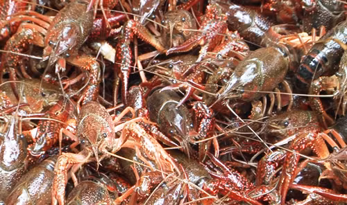 Tôm hùm đất nhập lậu từ Trung Quốc vào Việt Nam bị phát hiện tại Lạng Sơn ngày 25/5. Ảnh: Bình Minh