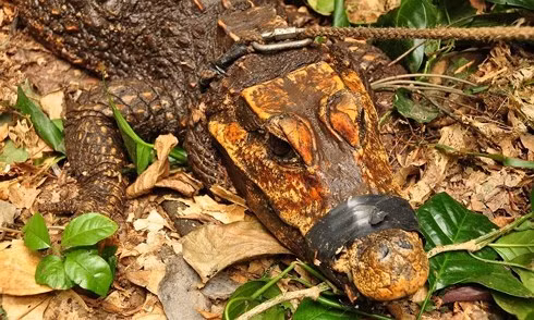 Kỳ lạ loài cá sấu màu cam, sống ẩn dật trong hang sâu ảnh 2