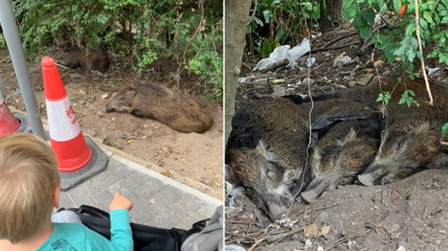 Hong Kong: Heo rừng đại náo nhà dân, làm loạn sân bay, trung tâm mua sắm Hong Kong: Heo rung dai nao nha dan, lam loan san bay, trung tam mua sam