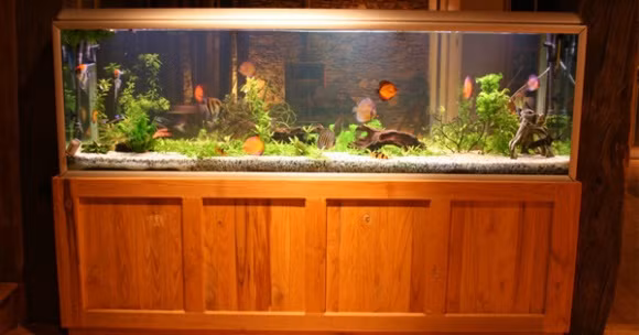 đặt bể cá cảnh hợp phong thủy, phong thủy bể cá cảnh, cách đặt bể cá theo phong thủy