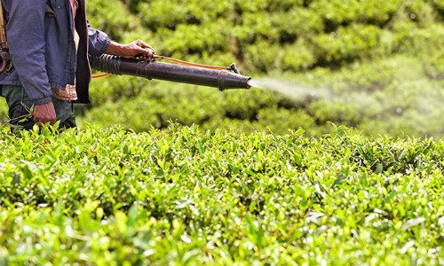 DDT từng được sử dụng tại nhiều nước, trong đó có Việt Nam. DDT từng được sử dụng tại nhiều nước, trong đó có Việt Nam. Ảnh:fmajor/istock.