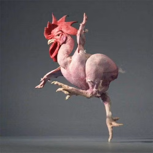 Vũ điệu gà khỏa thân.